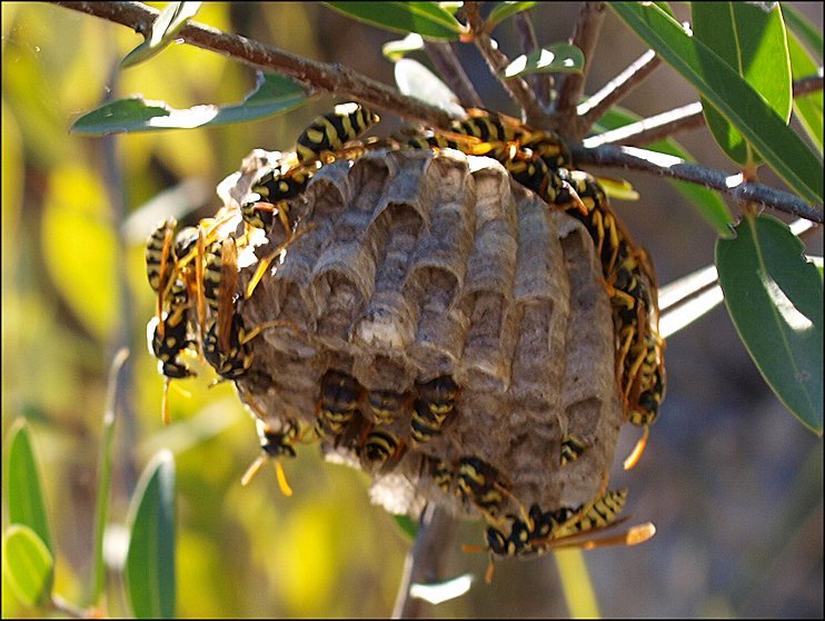 Nid Polistes 8