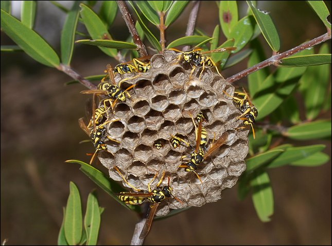 Nid Polistes 9