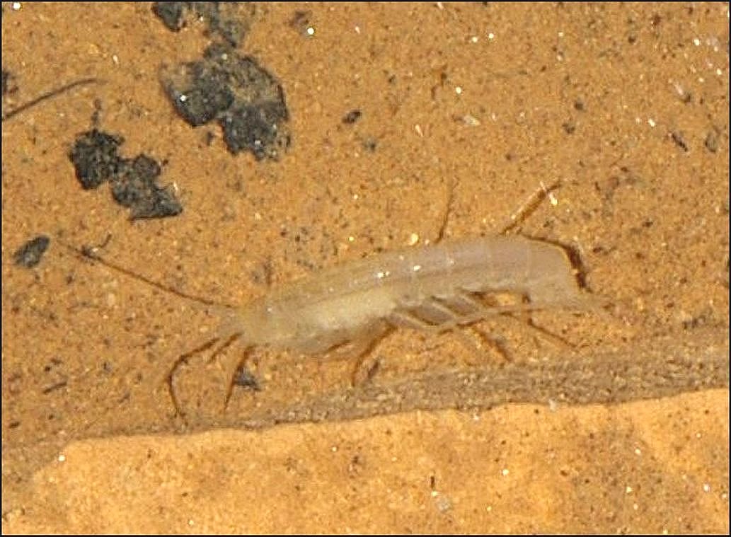 Niphargus 2