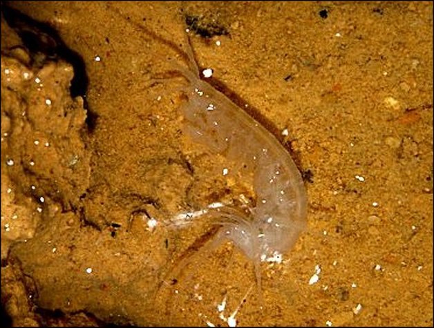 Niphargus sp.10