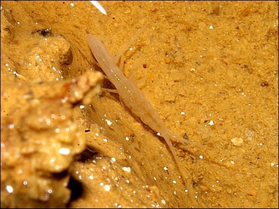 Niphargus sp.11