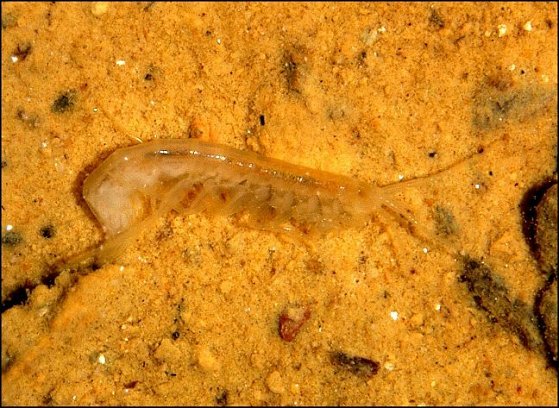 Niphargus sp.12