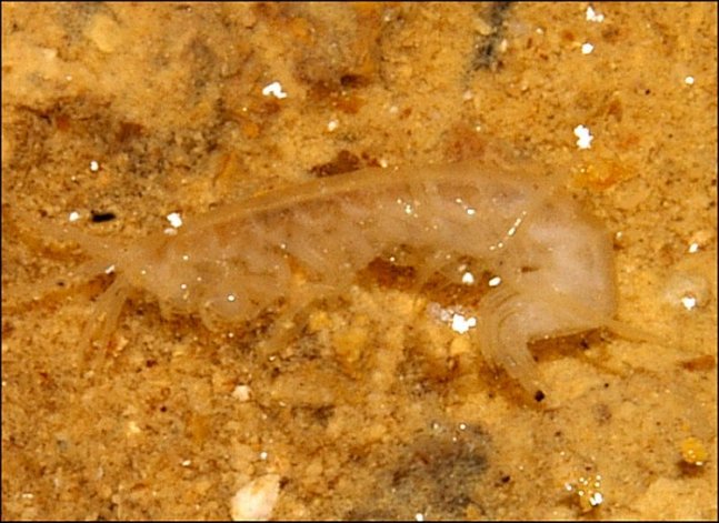 Niphargus sp.13