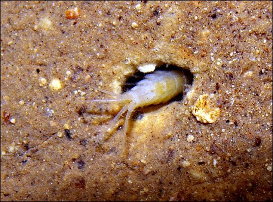 Niphargus sp.14