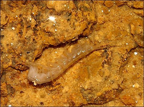 Niphargus sp.9