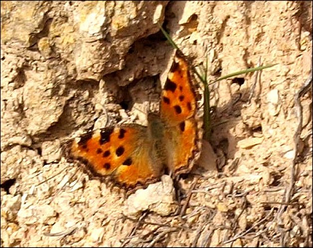 Nymphalis polychloros 1