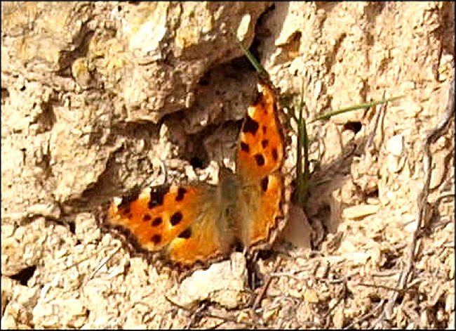 Nymphalis polychloros 2