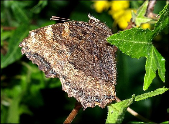 Nymphalis polychloros 3
