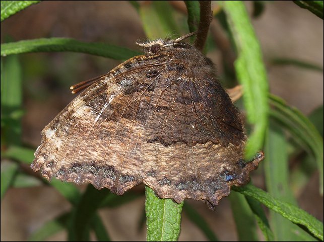 Nymphalis polychloros 4