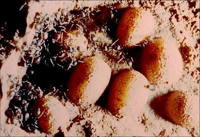 Nymphes Microdon