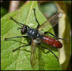 Ocyptre