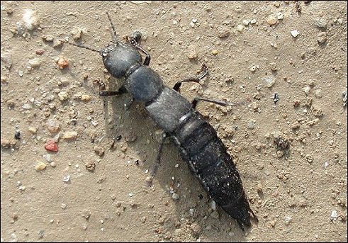 Ocypus 1
