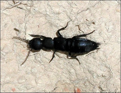 Ocypus 2
