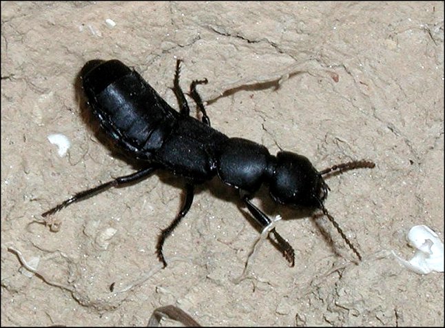 Ocypus 3