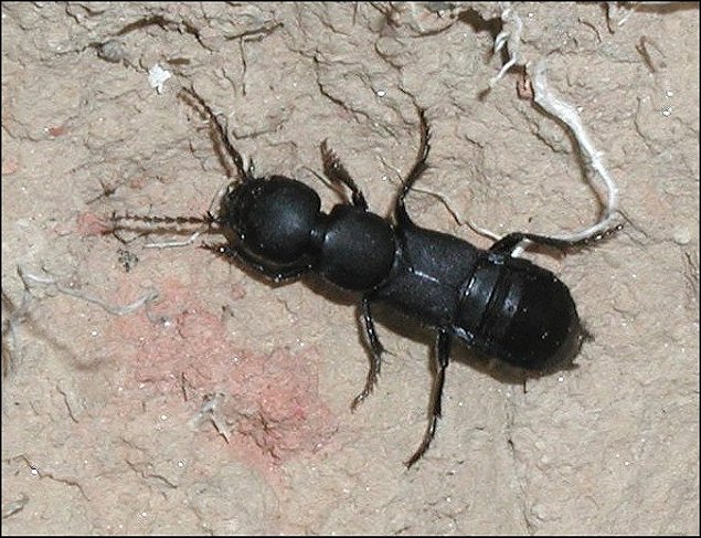 Ocypus 4