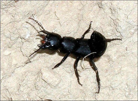 Ocypus 5