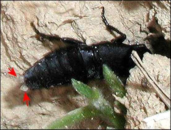 Ocypus 6