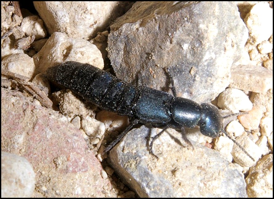 Ocypus ophtalmicus 1.jpg