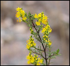 Odontite jaune