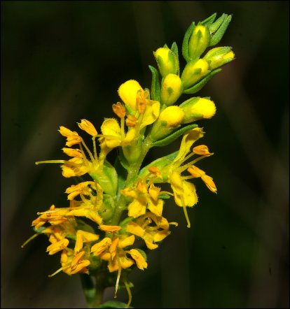Odontitesz luteus 10