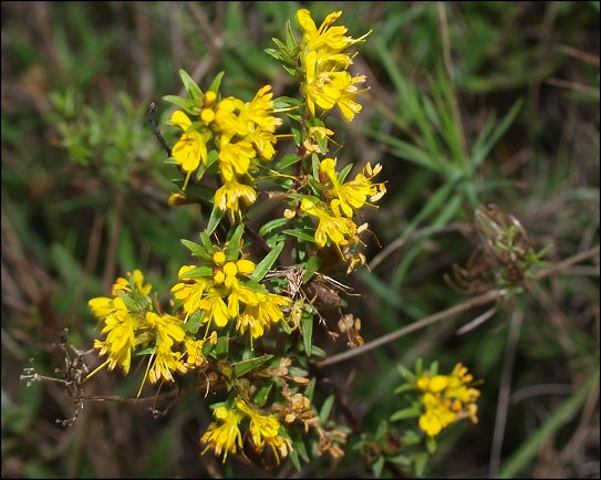 Odontites luteus 13