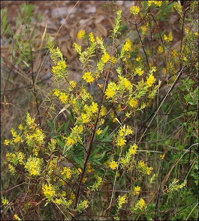 Odontites luteus 3