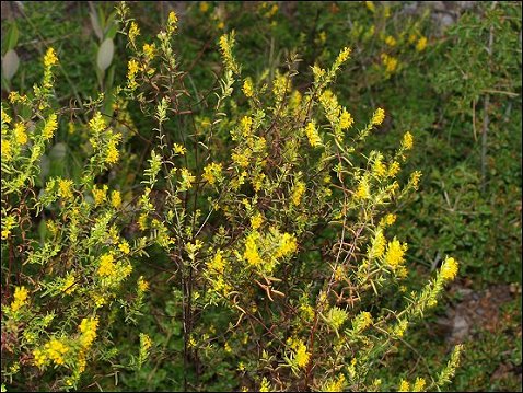 Odontites luteus 4
