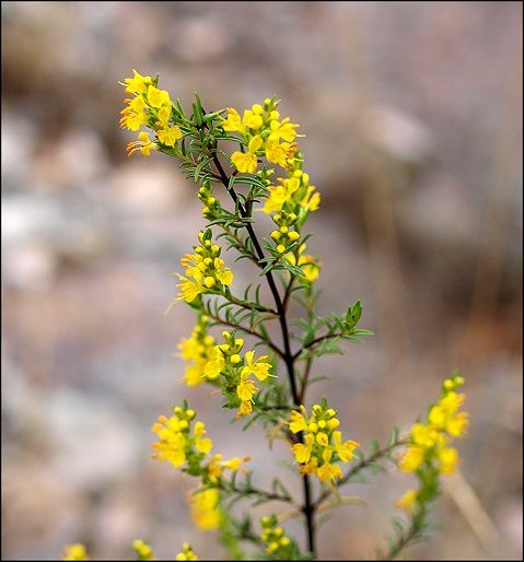 Odontites luteus 7