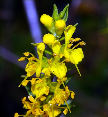 Odontites luteus 8