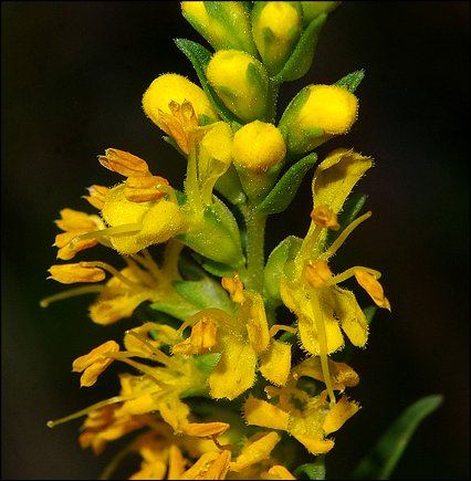 Odontites luteus