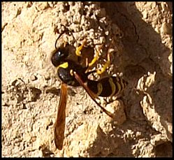 Odynre rniforme