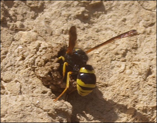 Odynerus reniformis 10