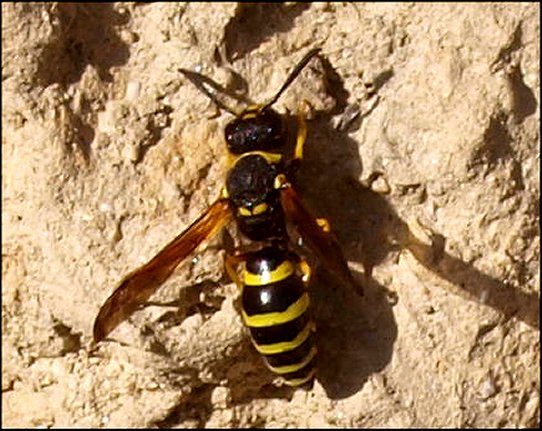 Odynerus reniformis 2