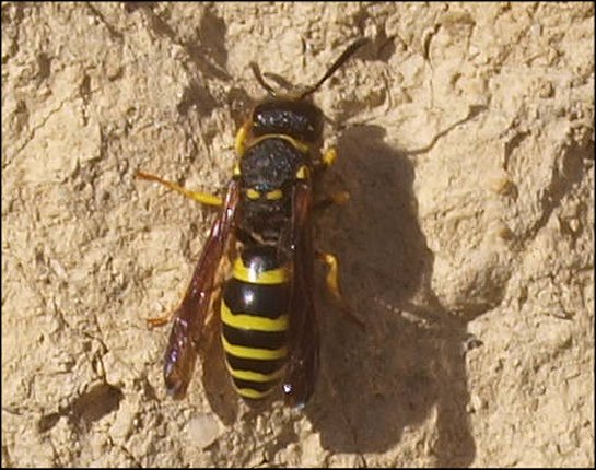 Odynerus reniformis 3