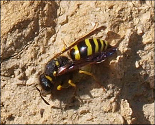 Odynerus reniformis 4