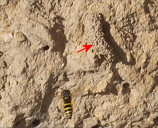 Odynerus reniformis 5