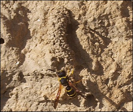 Odynerus reniformis 6