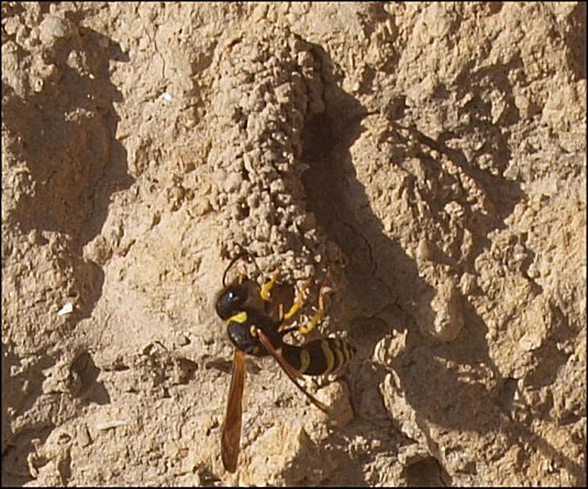 Odynerus reniformis 7