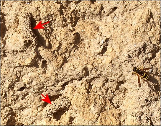 Odynerus reniformis 8