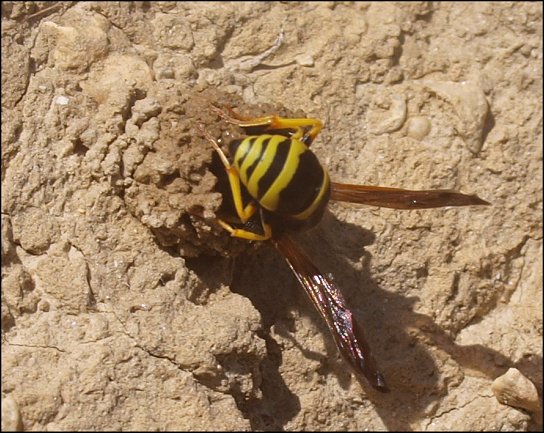 Odynerus reniformis 9