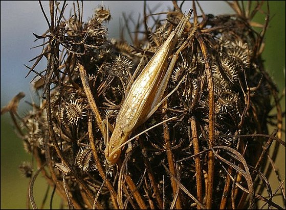 Oecanthus pellucens 1