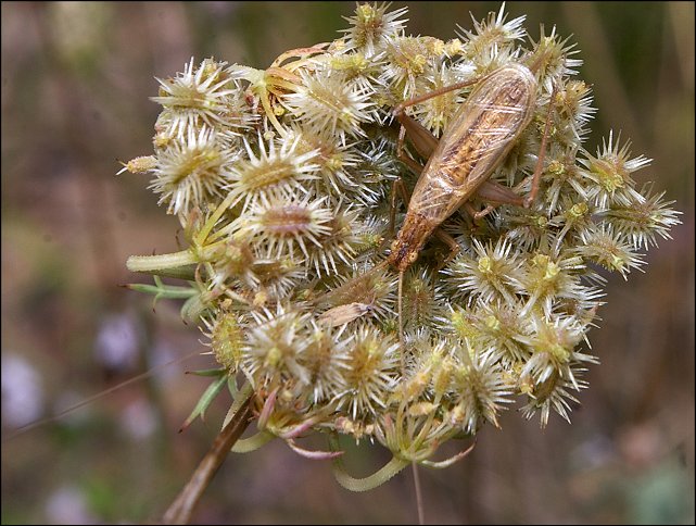 Oecanthus pellucens 11