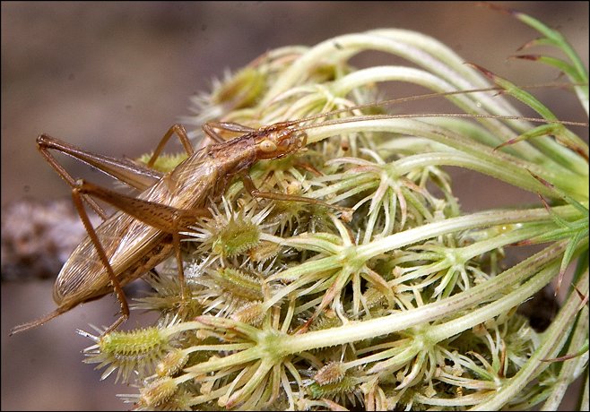 Oecanthus pellucens 12