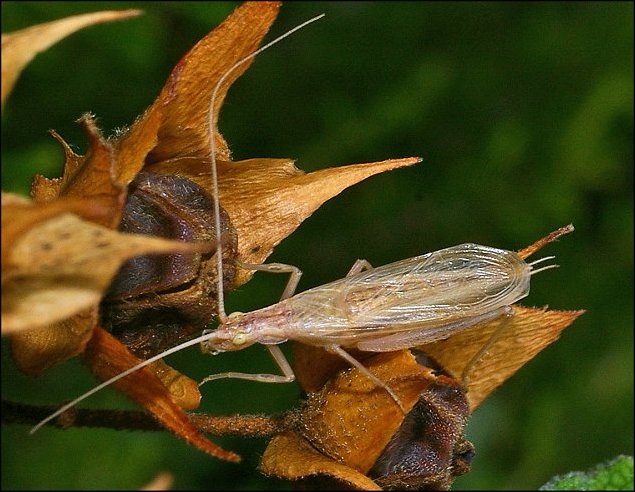 Oecanthus pellucens 3