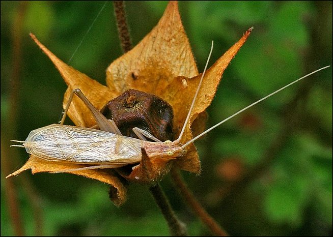 Oecanthus pellucens 4