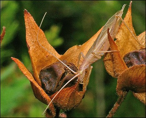 Oecanthus pellucens 5