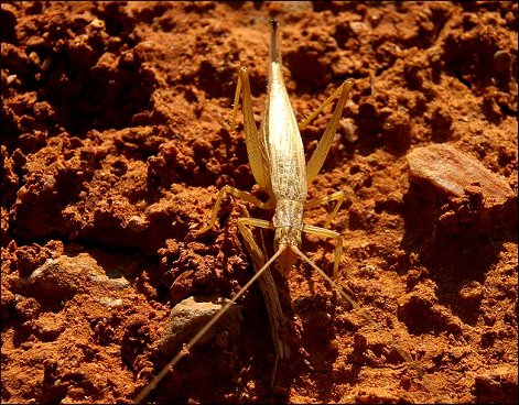 Oecanthus pellucens 6