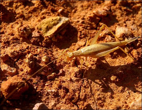 Oecanthus pellucens 7