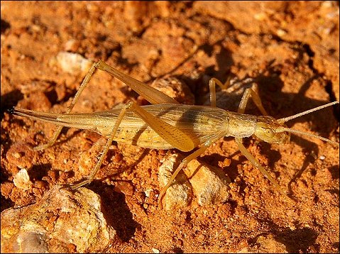 Oecanthus pellucens 9