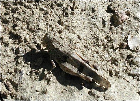 Oedipoda caerulescens 1